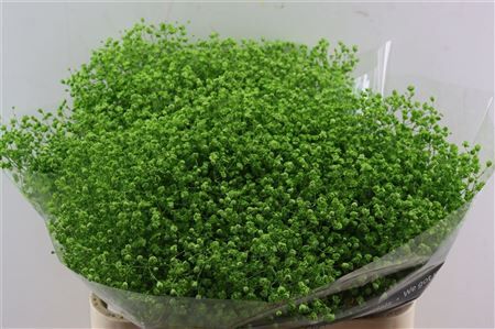 Gyps Grof Apple Green (dip)