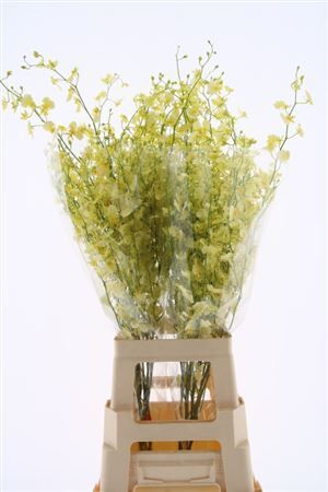 Dendr Oncidium
