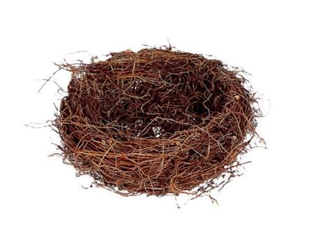 Basket Fern Root H10d30