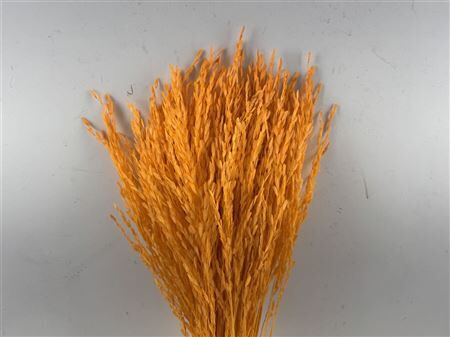 Dried Rice Grass Orange Bunch Slv