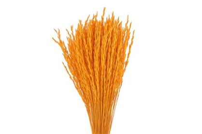 Dried Rice Grass Orange Bunch Slv