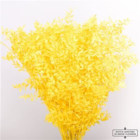 Pres Ruscus Yellow P Stem