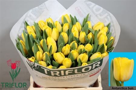 Tu En Antarctica Sun