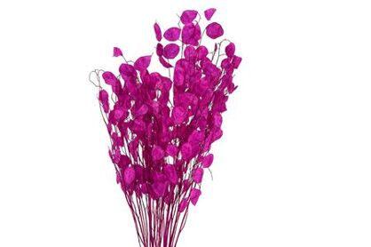 Dried Lunaria Cerise 90cm P Bunch
