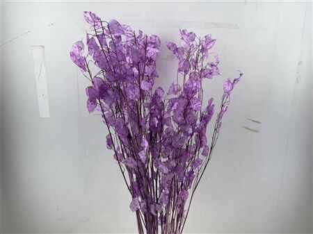 Dried Lunaria Milka 90cm P Bunch