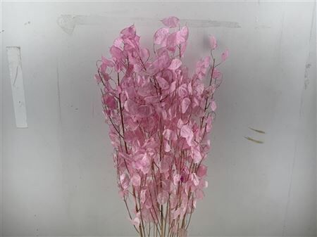 Dried Lunaria Pink 90cm P Bunch