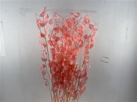 Dried Lunaria Salmon 90cm P Bunch