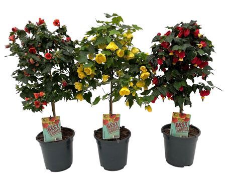 Abutilon Mix