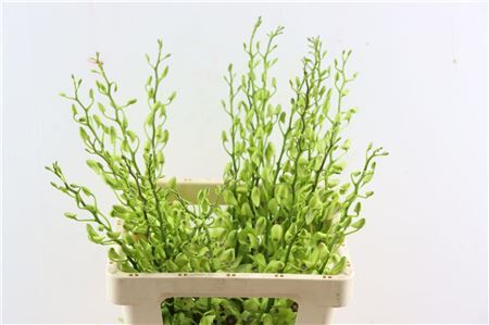 Dendro Burana Emerald