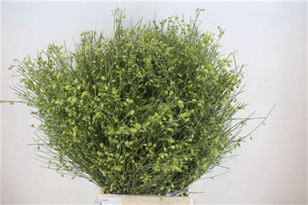 Ginster Berry Green P Bunch