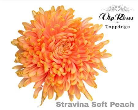 Chr G Stravina Soft Peach