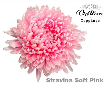 Chr G Stravina Soft Pink