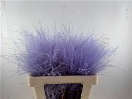 Dried Stypha Penata Lavender(10 Toef) Bunch