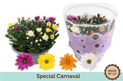 Chrysant Carnaval 23 Cm