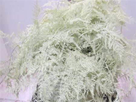 Asp Extra Veer Creme