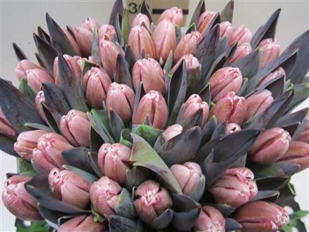 Tulp G Brownie