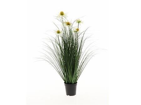 Plant Daisy H75d45
