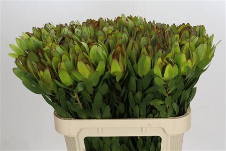 Leucadendron Goldstrike