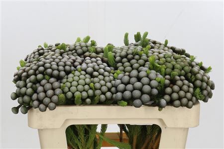 Kaaps Groen Albiflora