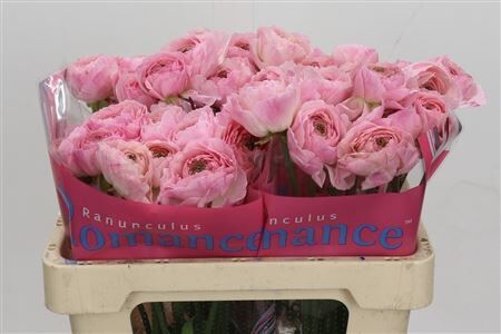 Ranunculus Asiaticus Romance Maritime