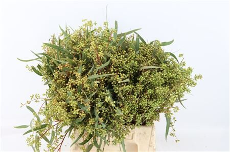 Euca Exotica Berry 45cm P Bunch