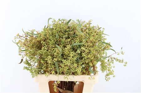 Euca Exotica Berry 60cm P Bunch