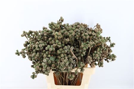 Euca Clock Long 60cm P Bunch