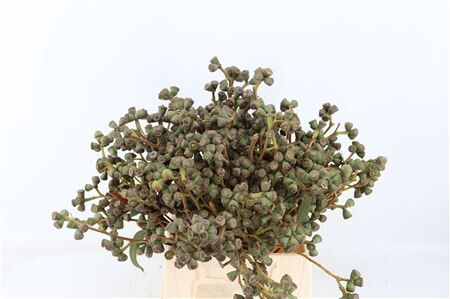 Euca Clock Medium 45cm P Bunch