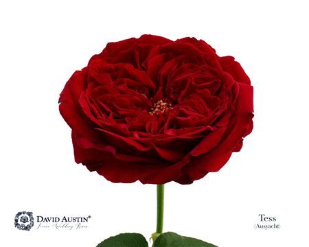 Rosa David Austin Tess