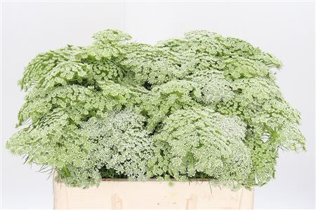 Ammi Visnaga