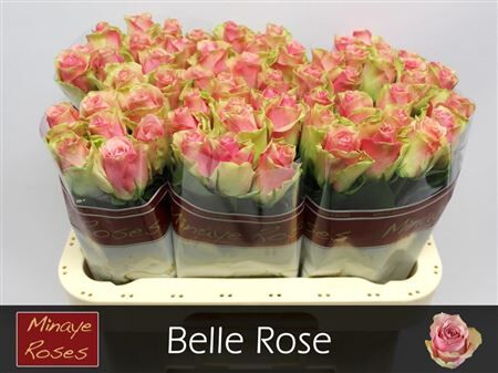 R Gr Belle Rose