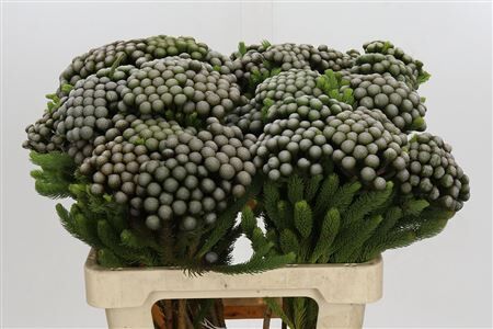 Kaaps Groen Albiflora