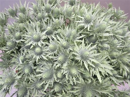 Eryn Orion Licht Groen L50