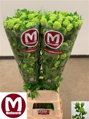 Viburnum Roseum St 6