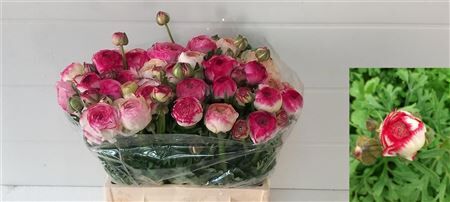 Ran El White Sfumato