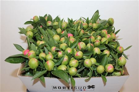 Paeo L Pink Hawaiian Coral