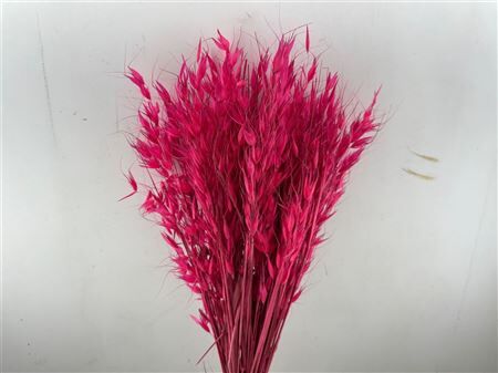Dried Avena Wild X5 Cerise Bunch