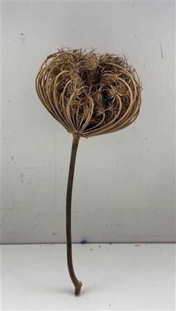 Dried Dille Zaaddoos Big Head With Stem P/st