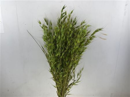 Dried Avena Wild X5 Lightgreen Bunch