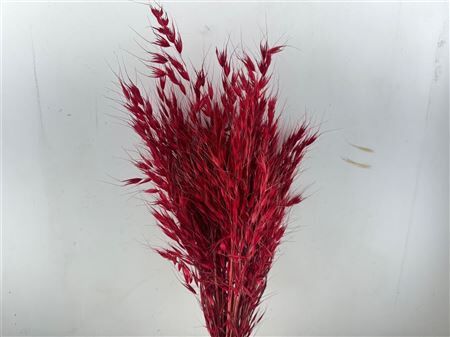 Dried Avena Wild X5 Red Bunch
