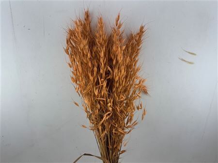 Dried Avena Wild X5 Salmon Bunch