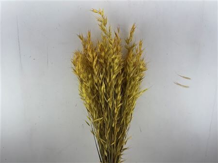 Dried Avena Wild X5 Yellow Bunch