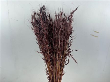 Dried Avena Wild X5 Brown Bunch
