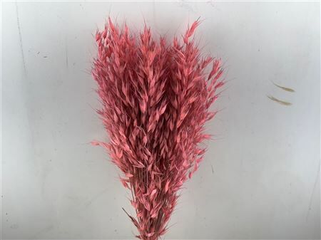 Dried Avena Wild X5 Lightpink Bunch