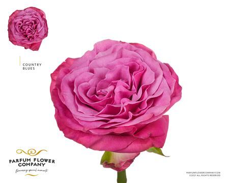 Rosa Garden Country Blues