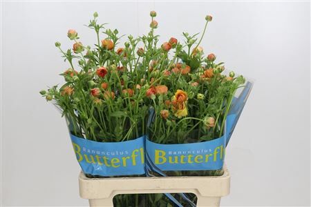 Ran Butterf Vestalis