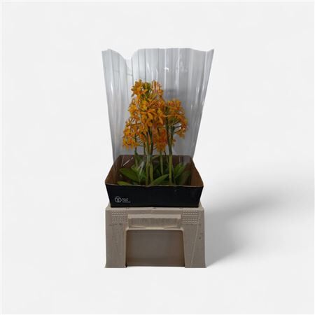 Epidendrum Orange