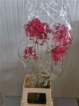 Epidendrum Red