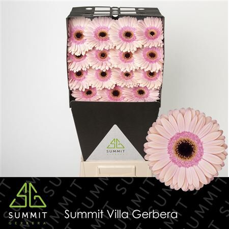 Ge Gr Alliance Diamond