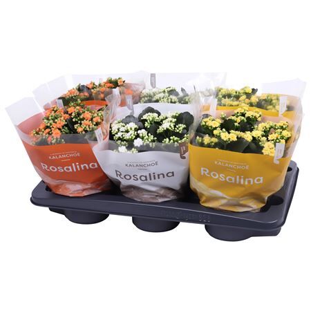 Kalan Gev Gemengd Easter Tst